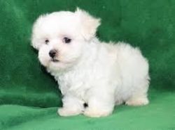 Cute Maltese Puppies For Adoption