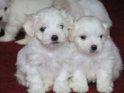 Akc Registered Pedigree Maltese Terrier Puppies