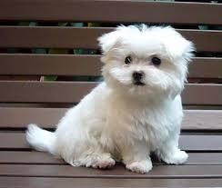 maltese puppies are available
