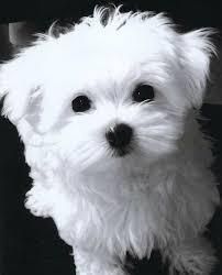 tea cup maltese puppies for adoption