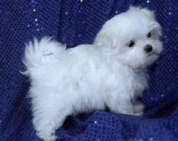 Trained Maltese Puppies available