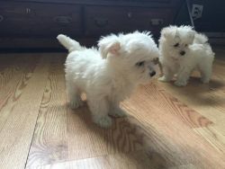 Beautiful Male And Female Maltese Puppies