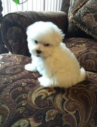 Our Maltese Poses Excellent Quality-