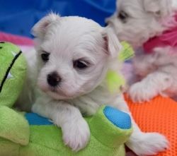 Nice Maltese puppies for sale