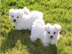 Adorable Maltese Bichon Puppies For Adoption