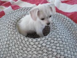 Maltese/Chihuahua Puppies