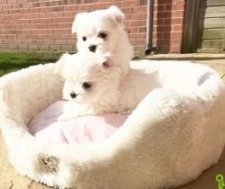 akc Maltese puppy for adoption
