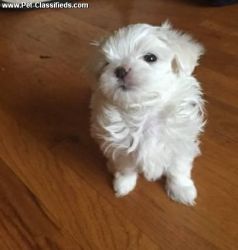 Funny, Active and Clean Maltese