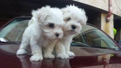 Two Beautiful Teacup Maltese Puppies