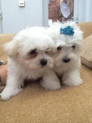 Litter Pure Breed Teacup Maltese Pups Ready Now,