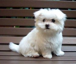 lovely Maltese puppies for Adoption