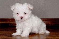 Maltese Cross Puppy's For Sale