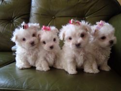 Centered Tiny Akc Reg Maltese Puppies