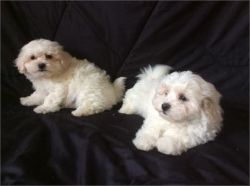 Maltese Pups for adoption