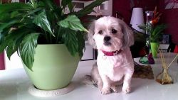 Cute Maltese Puppy.text Ta xxxxxxxxxx