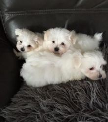 Pure Breed Maltese Puppies Available