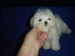 little male maltese puppy