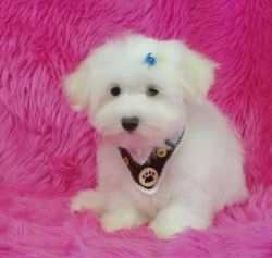 Maltese Puppies For Sal