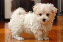 Adorable Maltese Puppy