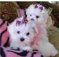 T-Cup Maltese Puppies Available