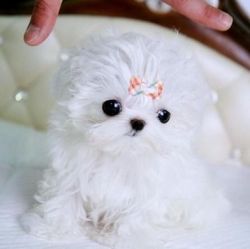 Lovely maltese tea cup puppies available