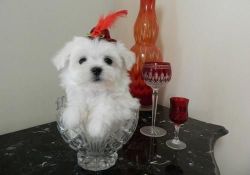 amazing t-cup Maltese puppies
