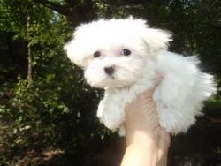 Adorable, Tiny, Ckc Maltese Puppies