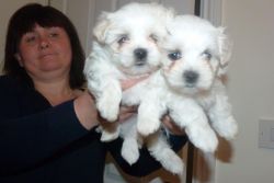 Beautiful Maltese puppies Available