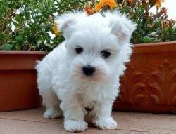 Adorable Maltese Puppies Ready For New Home