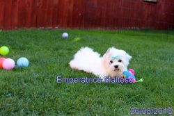 beautiful maltese available for adorable homes