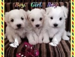 stunning little maltese puppies