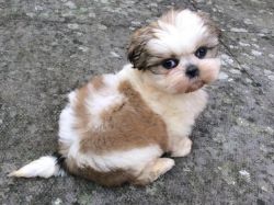 maltese x puppy available for lovely homes
