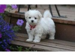 Well Socialize Teacup Maltese Puppie