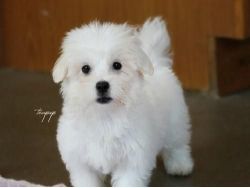 @@@male And Female Maltese Puppies For Sale &&&