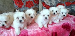 ***small Type Maltese Puppies*** For Sale