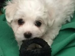 beautiful maltese puppies for lovely homes