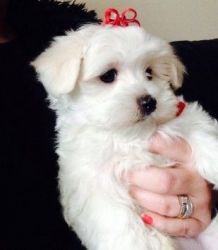 Gorgeous Teacup Maltese Puppies For Sale