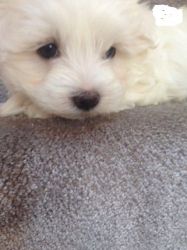 Maltese Pups Ready Now For Lovely Homes