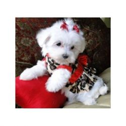 Male and Female Maltese Puppies Available
