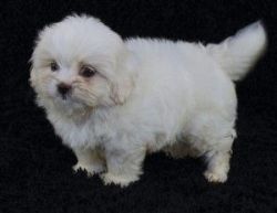 Awesome Little Teacup Maltese Puppies