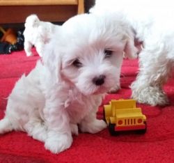 maltese puppy available
