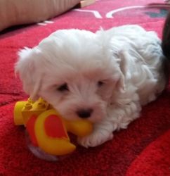 Maltese For A Good Home Ready Now