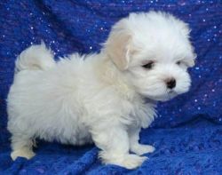 Beautiful Maltese pup now available