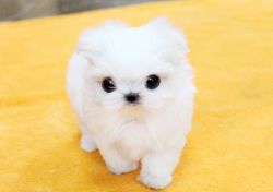 AKC Maltese Puppies Available.