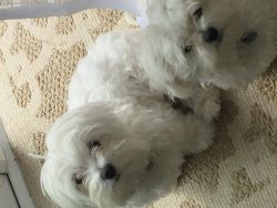Gorgeous Tiny Pedigree Maltese Puppies Available