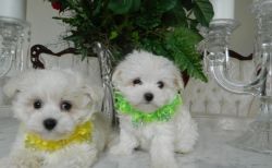 A kc maltese puppies available for re homing.