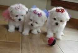 Top quality Male and Female Maltese puppies