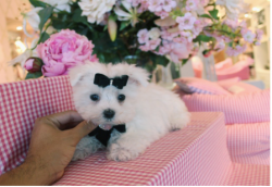 Beautiful Maltese Puppies- Puppy Financing NOW!!