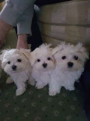 Pedigree, Tiny Maltese Pups