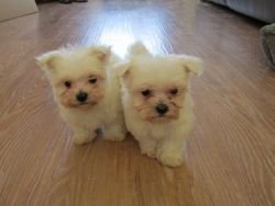 Gorgeous Small Maltese Girl And Boy Left
